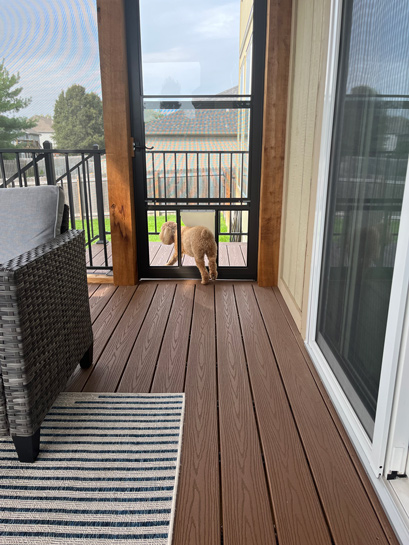 Doggy Door + Storm Door